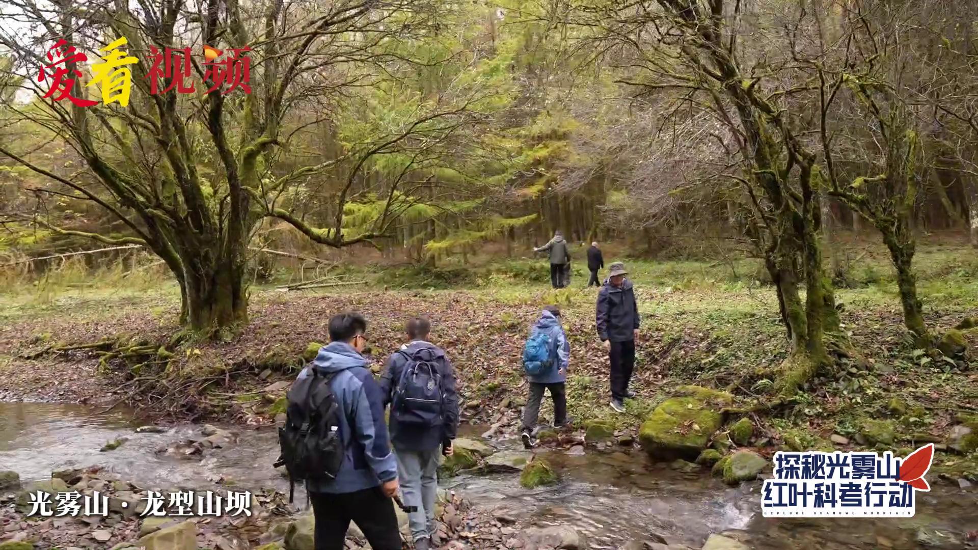 探秘光雾山 | 光雾山里的500年古树